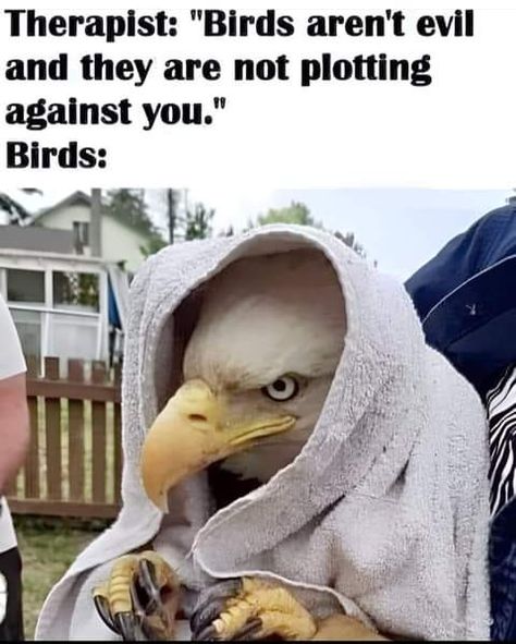 Lana Del Rey Memes, Image Memes, Crazy Funny Pictures, Dark Memes, Video Games Funny, Memes Hilarious, Funny Birds, Kid Memes, Very Funny Pictures