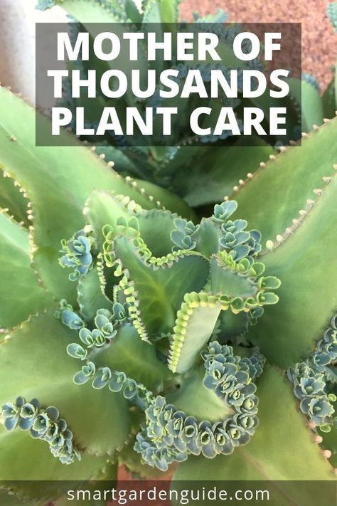 How to care for mother of thousands. Otherwise known as mexican hat plant or alligator plant. This amazing houseplant is easy to care for and fascinating to watch as it produces loads of mini plantlets. Read more at smartgardenguide.com Alligator Plant, Mother Of Thousands Plant, Mexican Hat Plant, Suculent Plants, Mother Of Thousands, Snake Plant Care, Hosta Gardens, Plant Care Houseplant, Mexican Hat