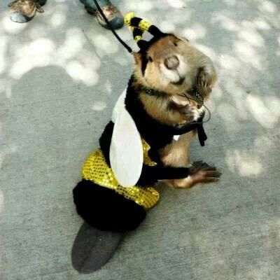 Beaver in a bee costume Bee-ver! Bee Costume, Pet Costumes, Cute Creatures, 귀여운 동물, Animal Memes, Cuteness Overload, Animals Friends, Animal Kingdom, A Dog