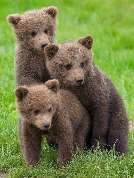 Baby Panda Bears, Brown Bears, Funny Bears, Baby Animals Pictures, Bear Pictures, Baby Panda, Bear Art, Bear Cubs, Grizzly Bear