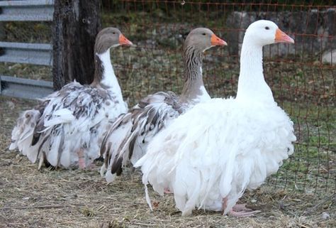 Sebastopol geese - selecting breeding stock, color genetics, and color improvement - Page 4 Sebastopol Geese, Geese Breeds, Types Of Ducks, Goose House, Mini Horse, Hobby Farms, Raising Chickens, Exotic Birds, Farm Yard