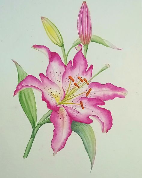 Lilium Flower Drawing, Lily Flower Sketch, Watercolor Lillies, Watercolor Lilly, Lily Watercolor Painting, Rose Flowers Drawing, Lily Artwork, Lily Illustration, Lily Drawing