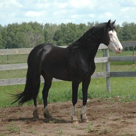 Bald Face, Unusual Horse, Mare Horse, Horse Markings, Beautiful Horses Photography, Horse Black, Pinto Horse, Horse Aesthetic, Appaloosa Horses