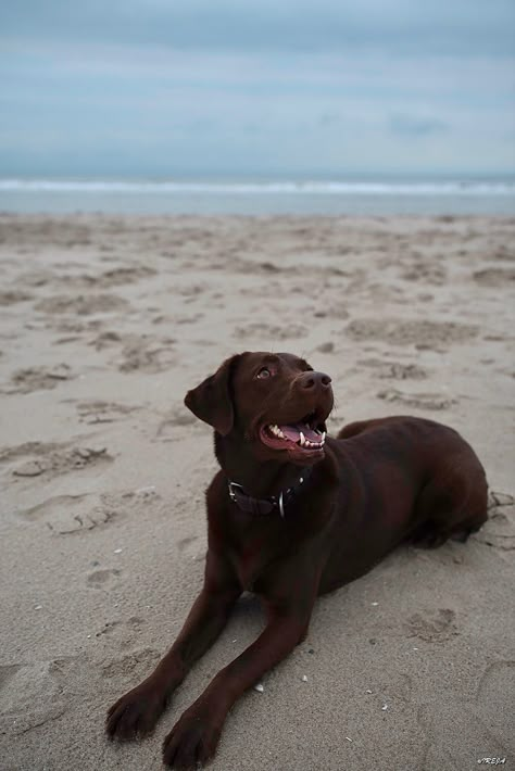 Brown Labrador, Chocolate Lab Puppies, Puppy Mom, Lab Puppy, Lab Dogs, Labrador Retriever Puppies, Lab Puppies, Labrador Puppy, Animals Friends