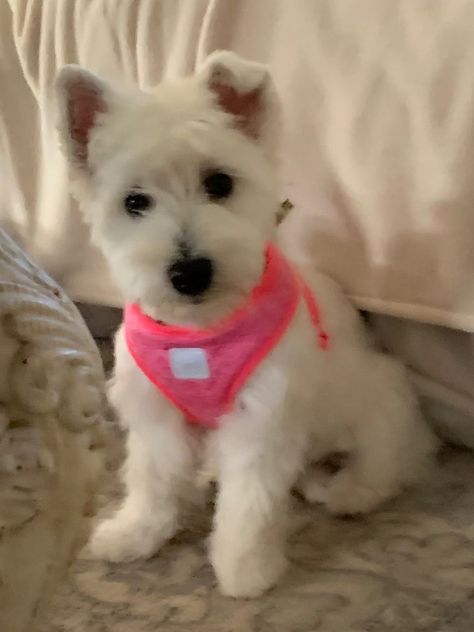 Westie Puppies For Sale Near Me, Westie Puppies For Sale, Westie Puppies, Terrier Puppies, West Highland White, White Terrier, West Highland White Terrier, American Kennel Club, West Highlands