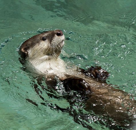 sea otter Sea Otter Wallpaper, Sea Otter Aesthetic, Sea Otter Drawing, Sea Otter Tattoo, Tattoo Ideas Ocean, Sea Animals Tattoo, Otter Pfp, Ocean Wallpaper Aesthetic, Swimming Otter