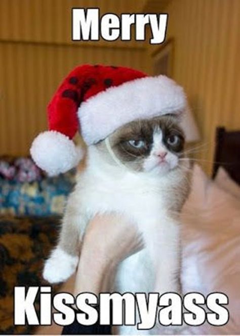 Merry Kissmyass Funny Memes for Merry Christmas ch Christmas Memes Humor, Merry Christmas Memes, Funny Merry Christmas Memes, Merry Christmas Meme, Cat Captions, Grumpy Cat Christmas, Grumpy Cat Quotes, Funny Christmas Jokes, Grumpy Cats