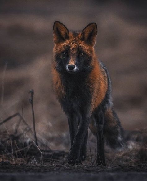 Cross Fox - Photo @cvltfvck Fox Therian Aesthetic, Cross Fox Therian, Black Fox Aesthetic, Black Foxes, Fox Therian, Cross Fox, Fox Crafts, Fox Pictures, Foxes Photography