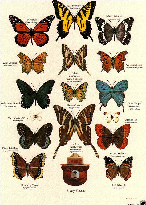 Butterfly identification poster from the U.S. Forestry Service . Insect activity, Apologia Flying Creatures, #homeschool http://shop.apologia.com/63-zoology-1 Butterfly Chart Aesthetic, Butterfly Identification Chart, Zoology Aesthetic, Butterfly With Eyes, Butterfly Tattoo Color, Wildfire Prevention, Insect Activity, Butterfly Chart, Butterfly Identification