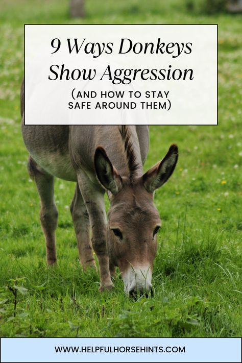 Many farms all over the country have at least one donkey as a pet or as a guardian for livestock. Donkeys are usually fun, lovable animals that only occasionally display signs of aggression. Donkeys are not shy about showing aggression, so you can detect it easily if you know what to look for. Recognizing the different ways that donkeys show aggression can help donkey owners deescalate the situation before things get bad.  #donkey #donkeylover #safetyfarming #donkeyaggresion #helpfulhorsehints Diy Donkey Shelter, Miniature Donkey Shelter, Mini Donkey Care, Donkey Enclosure, Mini Donkey Shelter, Donkey Quotes, Donkey Toys, Donkey House, Donkey Shelter