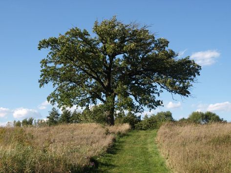 Bur oak | The Morton Arboretum Bur Oak Tree, Burr Oak, Morton Arboretum, Children's Garden, Forest Road, Green Door, Oak Trees, Crab Apple, Oak Tree