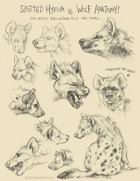 Spotten Hyena vs. Wolf Anatomy by Tess Garman Animal Art Study, Wolf Anatomy, Hyena Art, Animal Sketching, Animal Drawings Sketches, Animal Anatomy, Animal Study, Canine Art, Creature Drawings