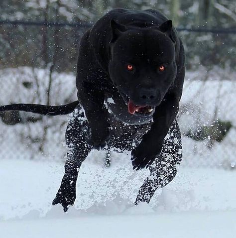 #pitbullterrier #dogoargentino #canecorso Pitbull Scary, Pitbull Noir, Black Pitbull, Bully Breeds Dogs, Big Dog Breeds, Scary Dogs, Huge Dogs, American Pitbull, Bully Dog