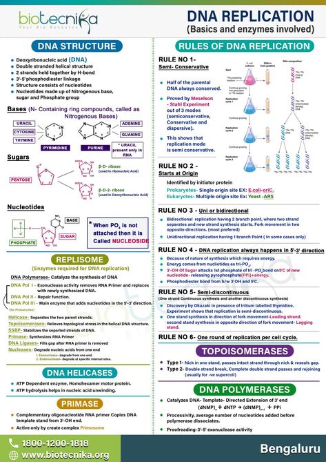 DNA Replication & Basics and enzymes involved Dna Replication Notes, Biochemistry Notes, Learn Biology, Cell Organelles, Science Models, Dna Replication, Med School Motivation, Pharmacy School, College Notes