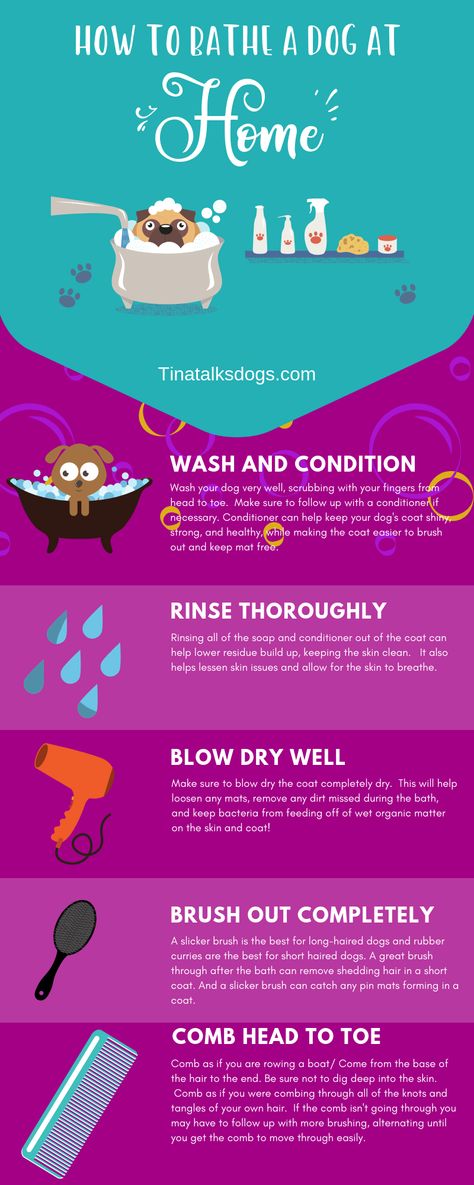 Ever wondered what the best bathe a dog at home tips are? Well look no further! As a dog groomer I am definitely helping pet parents understand how to keep up with their dog's hygiene. And it's important to properly bathe your dog as well.  I have some great dog bath tips for you!  #doggrooming #dogbathtips #brushdoghair #petgrooming #dog #doghair #dogbathdiy Dog Hygiene Tips, Dog Hygiene, Matted Dog Hair, Bath Tips, Dog At Home, Shower Tips, Dogs Tips, Long Haired Dogs, Hygiene Tips