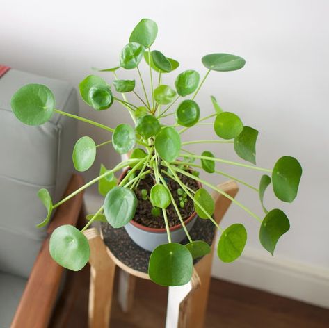 good luck plants pilea Good Luck Plants, Garden Station, Feng Shui Principles, Rosemary Plant, Lucky Plant, Mediterranean Plants, Chinese Money Plant, Lucky Bamboo, Growing Plants Indoors