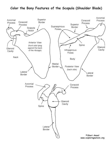 Scapula Coloring Page Exam Tomorrow, Shoulder Anatomy, Anatomy Coloring, Medical Terminology Study, Human Skeleton Anatomy, Radiology Technician, Anatomy Coloring Book, Anatomy Bones, Nursing School Essential