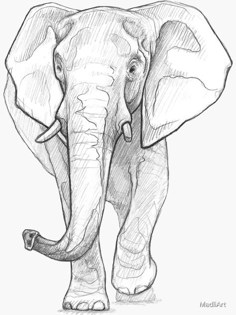 "African Elephant - Art Illustration - Monochromatic Pencil Line Sketch - Drawing by MadliArt" Sticker by MadliArt | Redbubble Elephant Art Drawing, Elephant Line Drawing, Elephant Sketch, Animal Line Drawings, Giraffe Drawing, Pencil Drawings Of Animals, Elephant Illustration, Animal Drawings Sketches, Elephant Drawing