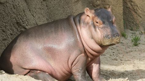 Cincinnati Zoo to host latest Fiona book launch | WSYX Pink Creature, Hippo Cake, Pygmy Hippopotamus, Fiona The Hippo, Zoo Pictures, Cincinnati Zoo, Hungry Hippos, Cute Hippo, Zoo Babies