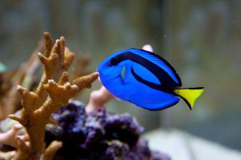 Mermay Inspiration, Art Student Aesthetic, Tetra Fish, Blue Tang Fish, Tang Fish, Blue Tang, Student Aesthetic, Reef Fish, Fun House