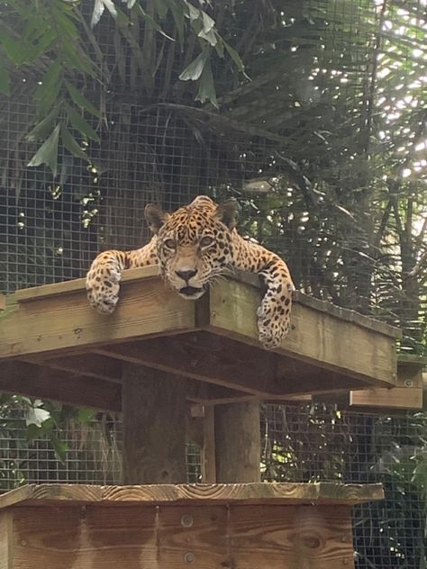 jagaur || big cats || wild animals || animal photography || zoo || jungle Big Cat Sanctuary, Wild Animal Sanctuary, Cat Sanctuary, Jungle Cat, In The Zoo, Animal Sanctuary, Big Cat, Wild Animal, Wild Animals