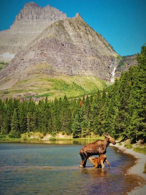 Fishercap Lake, Glacier National Park Trip, Cow And Calf, National Park Lodges, Many Glacier, Glacier National Park Montana, Glacier Park, National Parks Trip, Usa Travel Destinations