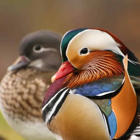 Feng Shui Mandarin Ducks for Luck in Love and Marriage Mandarin Duck Couple, Duck Couple, Front Door Plants, Mandarin Ducks, Lucky Bamboo Plants, Lucky Plant, Mandarin Duck, Garden Care, Colorful Birds