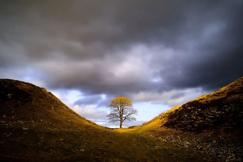 Hadrian’s Wall Sycamore Gap tree – in pictures | UK news | The Guardian Sycamore Gap, Hadrian’s Wall, Hadrians Wall, Scottish Islands, Tree Silhouette, Snow Scenes, British Isles, Black And White Photographs, Uk News