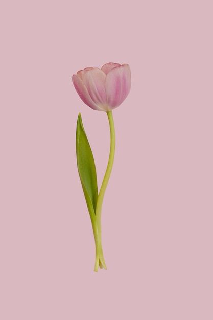 One single pink tulip flower with green ... | Premium Photo #Freepik #photo #love-flower #tulips-background #flower-texture #colorful-floral Tulips 1 Piece, One Tulip, Single Tulips, Single Tulip, Pink And Green Wallpaper, Minimal Background, Spring Background, Pink Spring, Pink Tulips