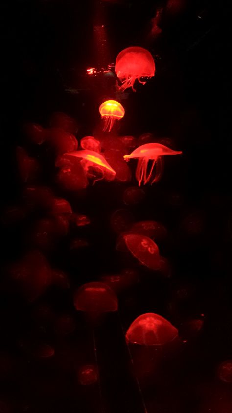 Red Ocean Aesthetic Wallpaper, Red Ocean Wallpaper, Orange Jellyfish Wallpaper, Red Jellyfish Wallpaper, Red Water Aesthetic, Red Ocean Aesthetic, Jellyfish Black Background, Red Aquarium, Rojo Aesthetic