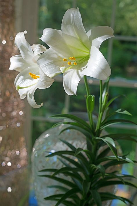 Easter Lilies 101 - Carolina Country White Cala Lilies, White Day Lilies, White Lillie’s, White Lilies Aesthetic, Asiatic Lily Flower, Prophetic Painting, White Lily Flower, Flower Identification, Lily Bulbs