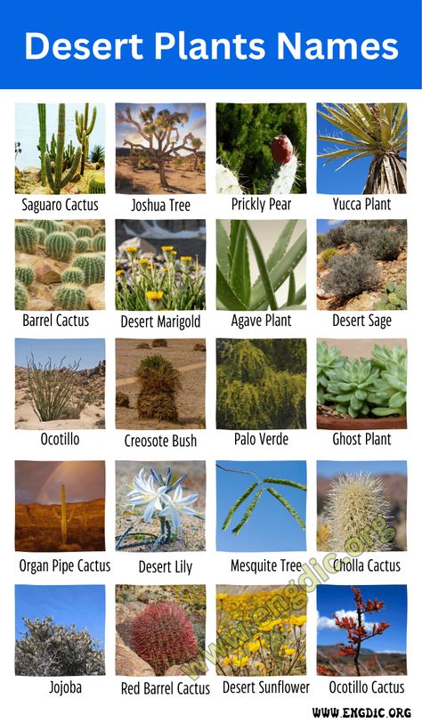 Desert plants are specialized flora that have evolved to thrive in arid and harsh environments with limited water availability and extreme temperatures. They often possess unique adaptations, such as water-storing succulence, deep root systems, or thick waxy coatings, allowing them to endure and flourish in challenging desert conditions. Related: Plants Name Desert Plants Names Top 10 Desert Plants Name & Pictures While there are numerous fascinating desert plants, here are ten notable ex... Dessert Plants, Potted Desert Plants, Arid Garden, Arizona Desert Plants, Desert Shrubs, Types Of Desert Plants, Desert Farm, Plant Names, Desert Habitat