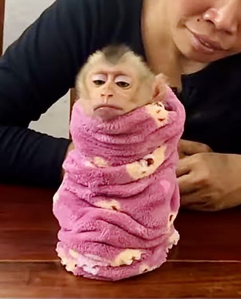 Capuchin Monkey, Monkey Girl, Pet Monkey, Cute Monkey, Beagle Dog, Baby Monkey, Primates, Cute Funny Animals