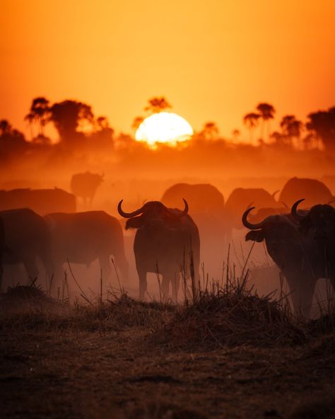 Ever wondered if waking up at 5:00am is worth it? On safari, it absolutely is! And we always recommend doing so for two very good reasons: 🌅 Nothing beats an African sunrise. Watching the golden hues flood the savannah is truly magical. 🌅 This is prime time - when animals are most active. You’re bound to see some incredible sightings on your game drive! And there’s something about the stillness of the bush that makes those early wake-up calls surprisingly easy. Perhaps it’s the anticip... Sun Reference, Sunrise Watching, African Animals Photography, Savannah Animals, African Sunrise, South Africa Photography, African Savannah, Africa Animals, Animals Photography