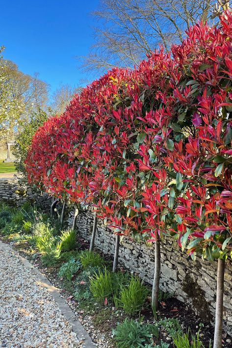 We planted this photinia hedge as a ‘stilted hedge’ 5 years ago. Stilted hedges are great when you don’t want to completely screen a wall (we like our dry-stone wall) but need a boundary. Privacy Garden Wall, Living Hedge Fence, Dry Stone Wall Garden Ideas, Fruit Tree Hedge Living Fence, Small Garden Hedges, Gate Between Hedges, Privacy Hedge Along Driveway, Garden Hedges Living Fence, Photinia Hedge