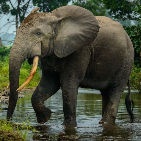 Forest Elephant, African Forest, Turtle Facts, African Forest Elephant, African Bush Elephant, Elephant Photography, Africa Wildlife, Rainforest Animals, Elephant Sanctuary