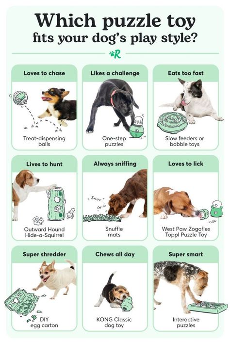 which puzzle toy fits your dog's play style?... Puppy Training Schedule, Dog Remedies, Training Dogs, Easiest Dogs To Train, Dog Enrichment, Dog Games, Dog Puzzles, Dog Brain, Dog Facts