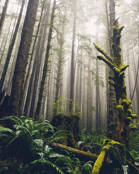 Photo by BC #guestagrammer @melaniewonder:  One of the things I absolutely love about Vancouver Island is the amazing temperate rainforest located along the Juan De Fuca Strait.  #exploreBC #exploreCanada #explorevancouverisland Temperate Rainforest, Tree Forest, Beautiful Tree, Enchanted Forest, Mother Earth, Beautiful World, The Great Outdoors, Wonders Of The World, Mother Nature