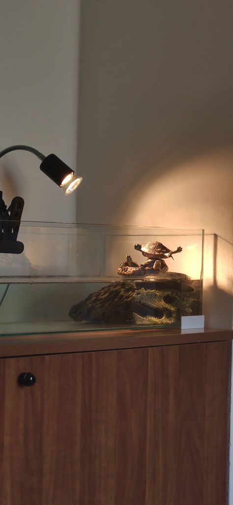 Trachemis, ocadia sinensis Terrarium Turtle, Turtle Basking Area, Energy Inspiration, Snail Tank, Animal Enclosures, Frog Terrarium, Pet Turtle, Turtle Tank, Turtle Love