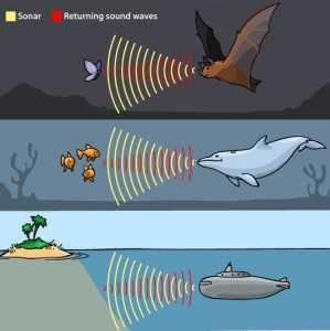 A drawing shows a bat, whale and submarine using sound waves to detect obstacles or food. Sound Experiments, Homeschool Science, Physical Science, Science Classroom, Science Fair, Teaching Science, Science For Kids, Sound Waves, Science Projects