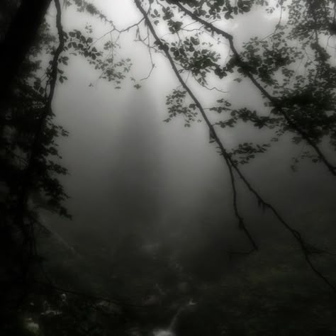 Dark Naturalism, Dark Forest Aesthetic, Foggy Weather, Dark Green Aesthetic, Foggy Forest, Dark Nature Aesthetic, Dark Paradise, Belem, The Fog