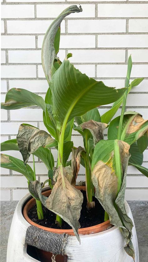 Brown Leaf Tips – Causes & Troubleshooting - Plantglossary Plant Leaves Turning Brown, Cherry Plant, Brown Tips, Brown Leaves, Banana Plants, Banana Tree, Easy Plants, Spider Plants, Different Plants