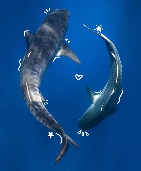 Shark Widget, Cool Sea Creatures, Questioning Reality, Shark Pictures, Shark Art, Water Animals, Beautiful Sea Creatures, Cute Shark, Aquatic Animals