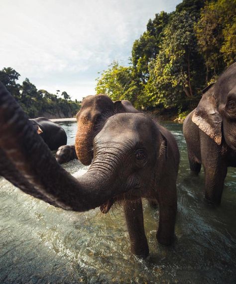 Elephant Phone Wallpaper, Sumatran Elephant, Elephant Background, Two Elephants, Elephant Photography, North Sumatra, Elephant Wallpaper, Elephants Never Forget, Elephants Photos