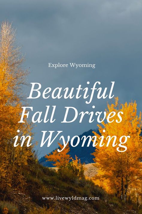 Discover some of the best fall drives to take in Wyoming to see autumn colors. Explore Wyoming as the seasons change. Roadtrips, hiking, photo sessions. Wyoming In Fall, Lander Wyoming, Outside Fall Decor, Chief Joseph, Autumn Leaf Color, Buffalo Bill, Seasons Change, Autumn Drives, Scenic Byway