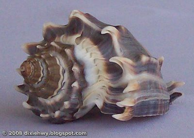 How to Clean Sea Shells with bleach and mineral oil Cleaning Seashells, Clean Seashells, Shell Cleaning, Cleaning Sea Shells, Life Is A Highway, Bucket Of Water, Shell Display, Protective Eyewear, Shell Crafts Diy