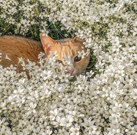 She And Her Cat, Cottagecore Cat, Orange And White Cat, Ginger Kitten, Dream's Cat, Orange Cats, Red Cat, White Cats, Warrior Cat