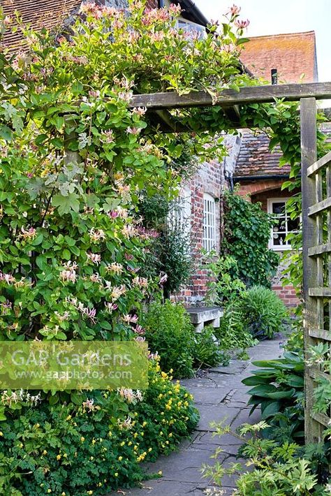 Lonicera periclymenum 'Serotina' - Honeysuckle on pergola Honeysuckle Pergola, Honeysuckle Arch, Honeysuckle Fence, Honeysuckle Trellis, Lonicera Periclymenum, Honeysuckle Vine, Eco Luxury, Privacy Walls, Moon Garden