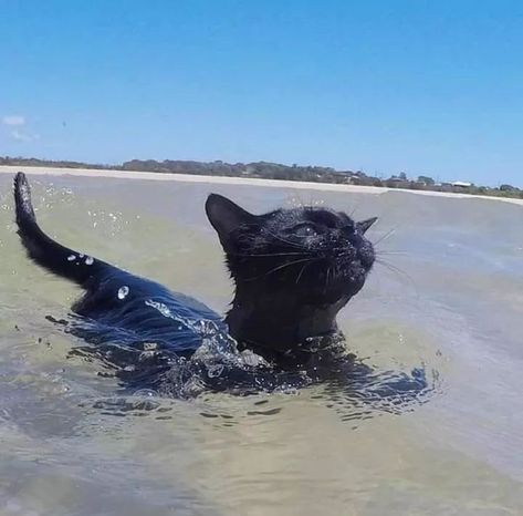 Swimming Cats, Gatos Cool, Gatto Carino, Image Chat, A Black Cat, Cat Aesthetic, Silly Cats, Cute Creatures, Pretty Cats