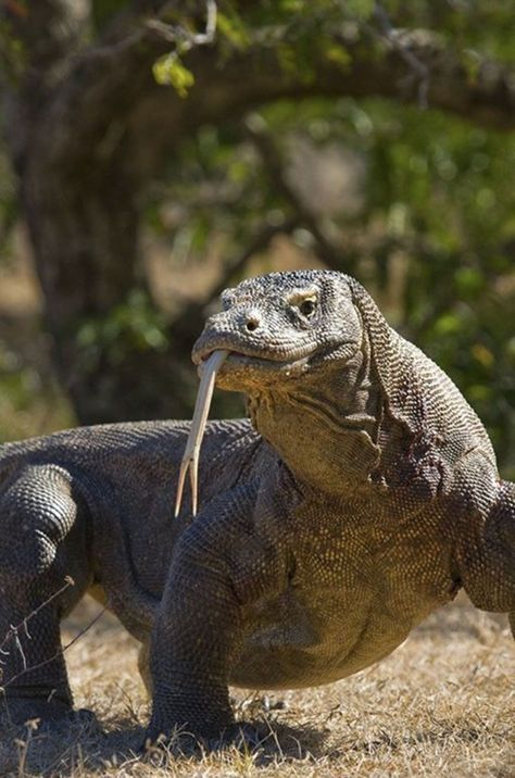 Komodo Dragon Reference, Badak Jawa, Dragon Facts, Komodo Dragons, Large Lizards, Labuan Bajo, Monitor Lizard, Komodo Island, National Animal